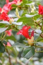 Rhododendron Elisabeth Hobbie scarlet-red, bell-shaped flowers